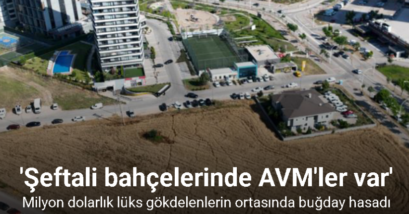 Milyon dolarlık lüks gökdelenlerin ortasında buğday hasadı