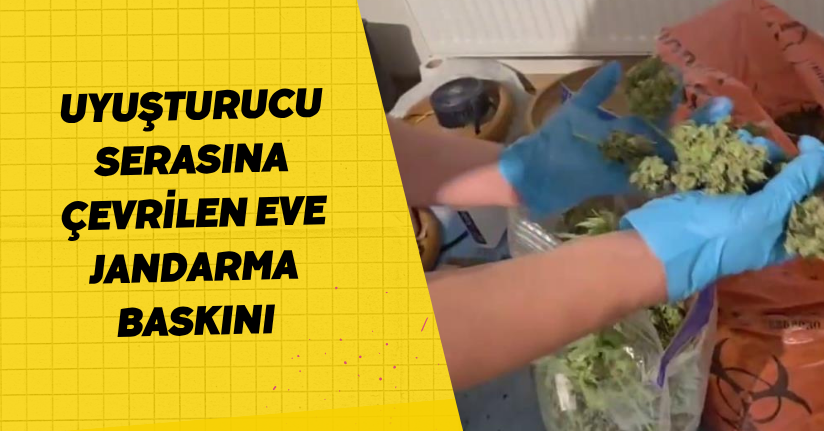 Uyuşturucu serasına çevrilen eve jandarma baskını
