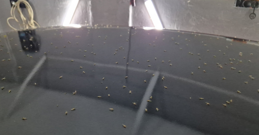 Tekirdağ’da korkutan görüntü: ‘Sinek hortumları’ görüntülendi