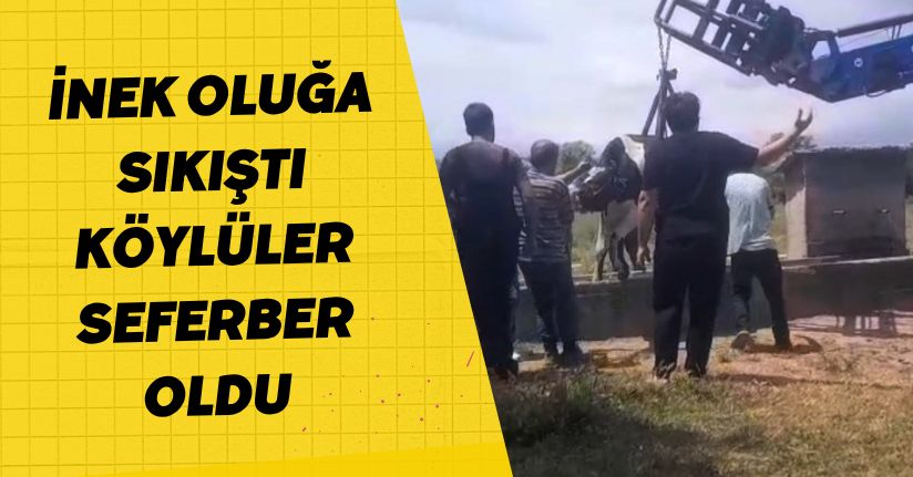 İnek oluğa sıkıştı, köylüler seferber oldu