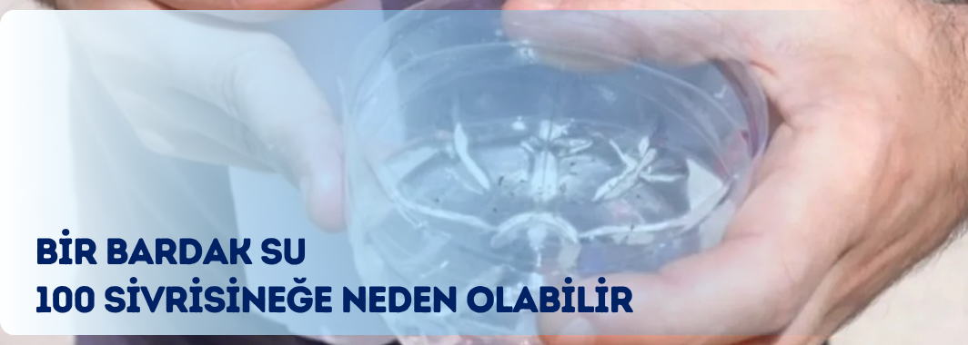 Bir Bardak Su, 100 Sivrisineğe Neden Olabilir