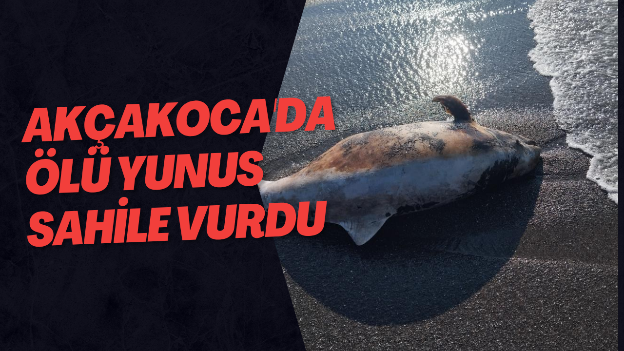 Akçakoca'da Ölü Yunus Sahile Vurdu