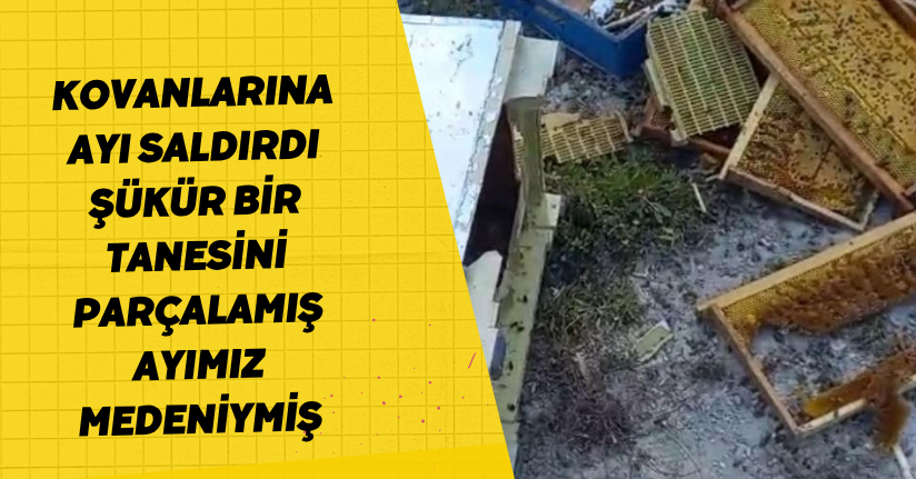Kovanlarına ayı saldırdı: 