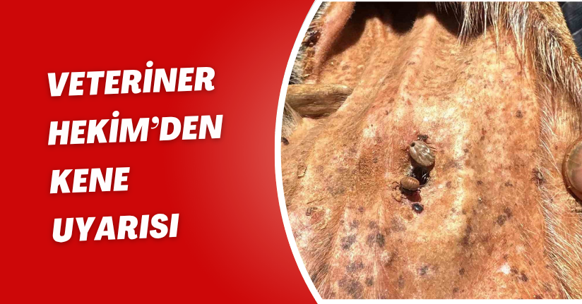Veteriner Hekim’den kene uyarısı