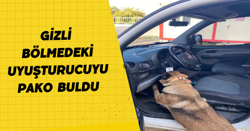 Gizli bölmedeki uyuşturucuyu 'Pako' buldu