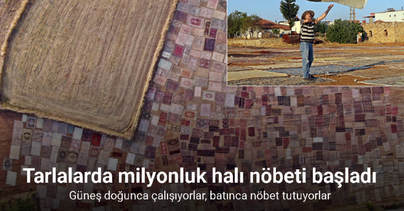 Tarlalarda milyonluk halı nöbeti başladı