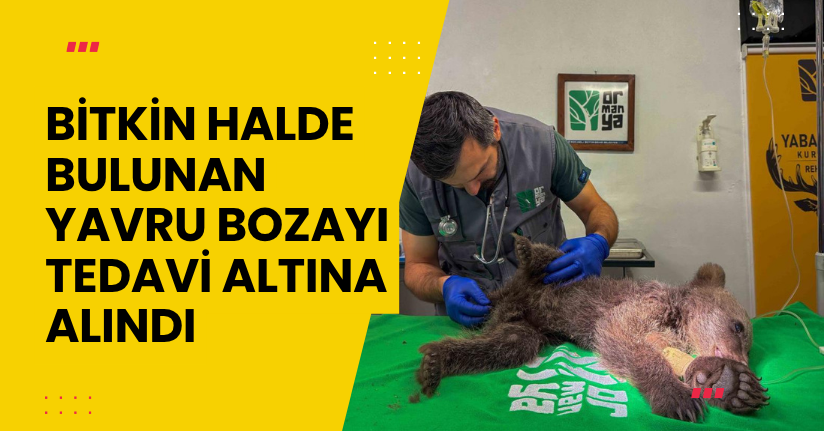 Bitkin halde bulunan yavru bozayı tedavi altına alındı