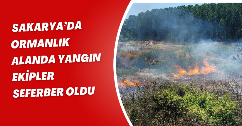 Sakarya’da ormanlık alanda yangın: Ekipler seferber oldu
