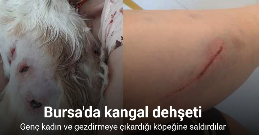 Bursa’da kangal dehşeti...O anlar kamerada