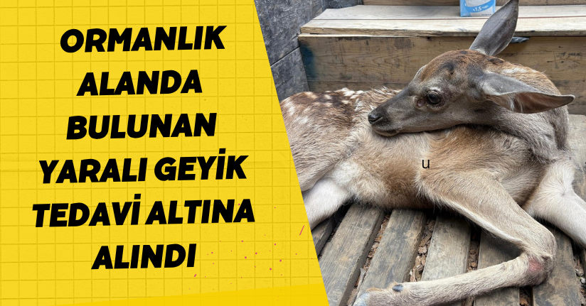 Ormanlık alanda bulunan yaralı geyik tedavi altına alındı