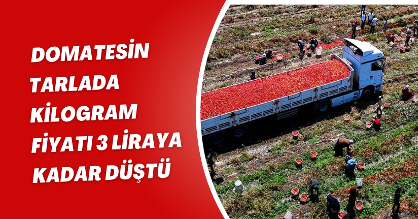 Domatesin tarlada kilogram fiyatı 3 liraya kadar düştü