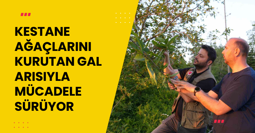 Kestane ağaçlarını kurutan gal arısıyla mücadele sürüyor