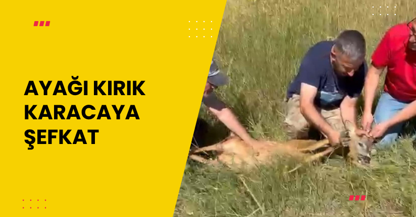 Ayağı kırık karacaya şefkat