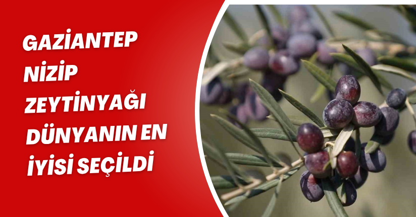 Gaziantep Nizip zeytinyağı dünyanın en iyisi seçildi