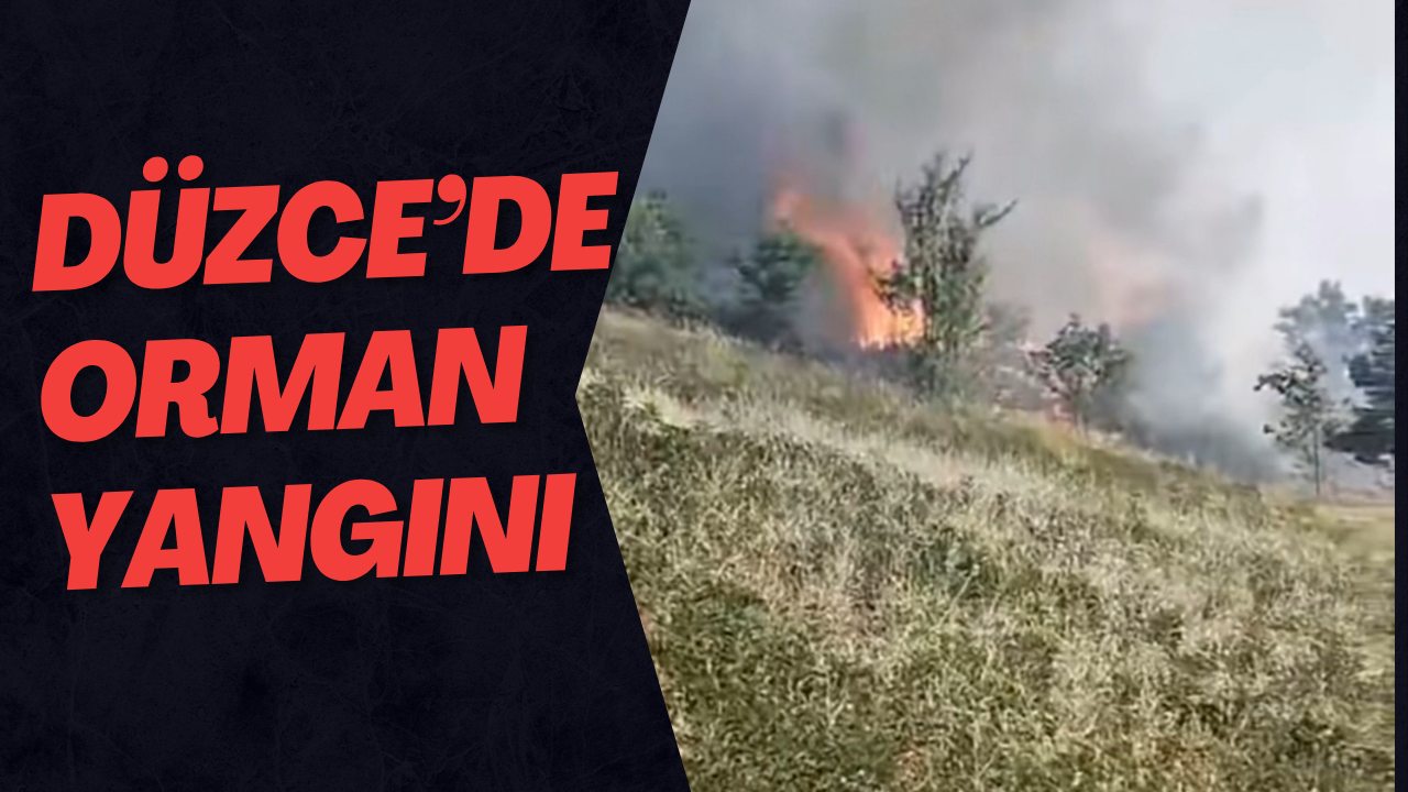 Düzce’de Orman Yangını