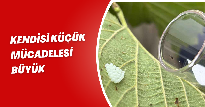 Kendisi küçük, mücadelesi büyük
