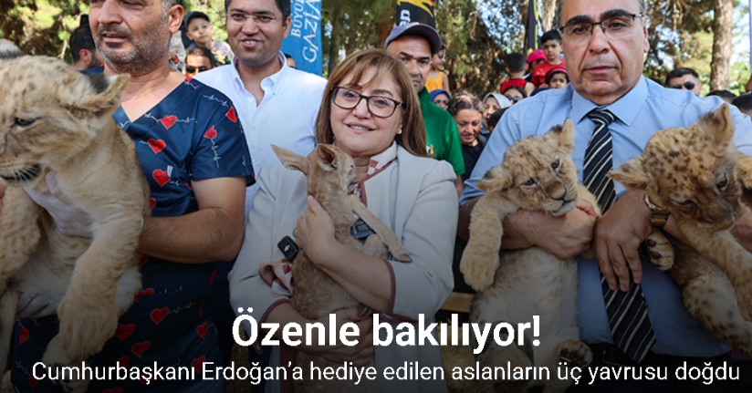 Cumhurbaşkanı Erdoğan’a hediye edilen aslanların üç yavrusu doğdu