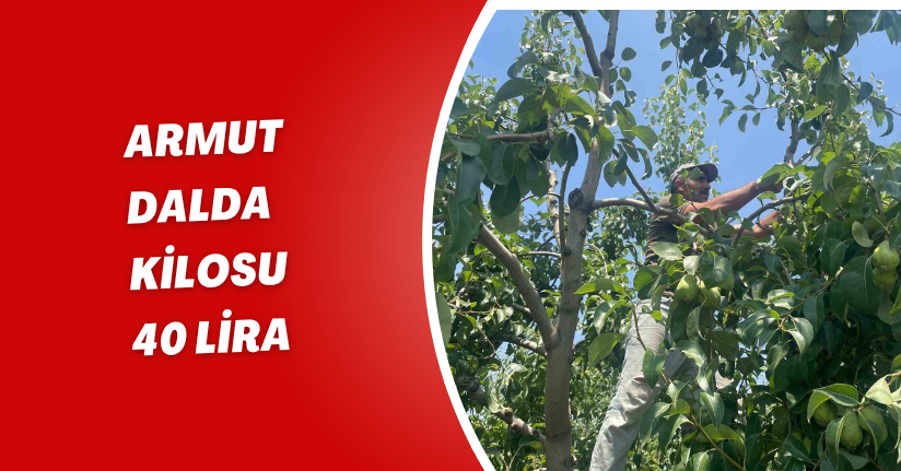 Armut dalda kilosu 40 lira