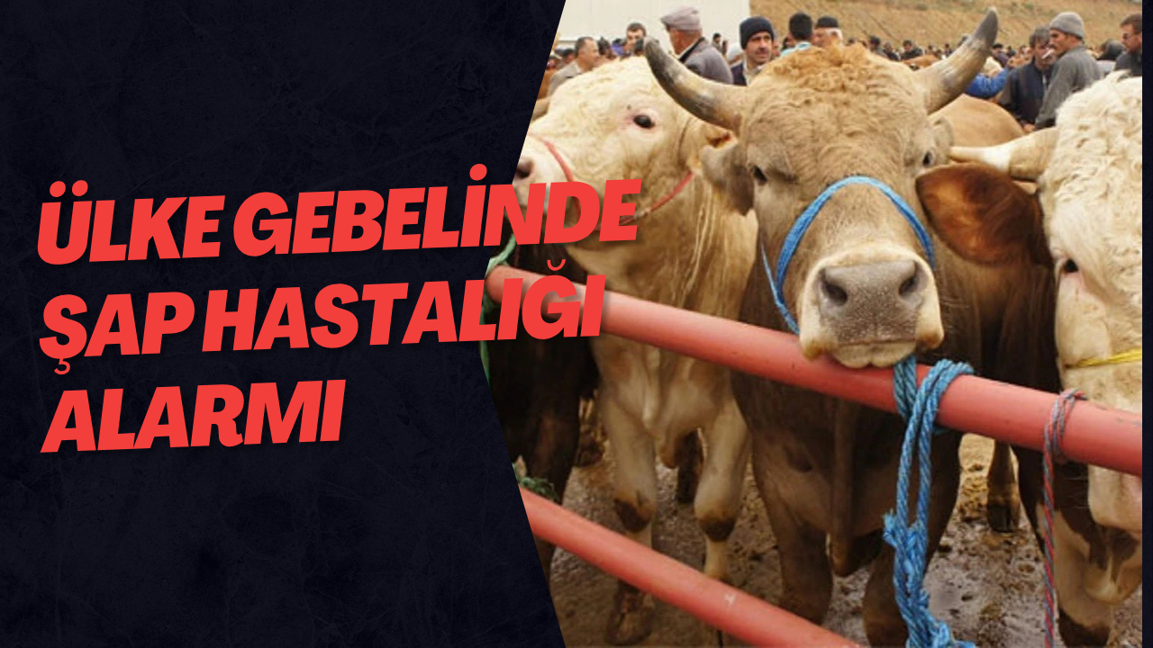 Ülke Gebelinde Şap Hastalığı Alarmı
