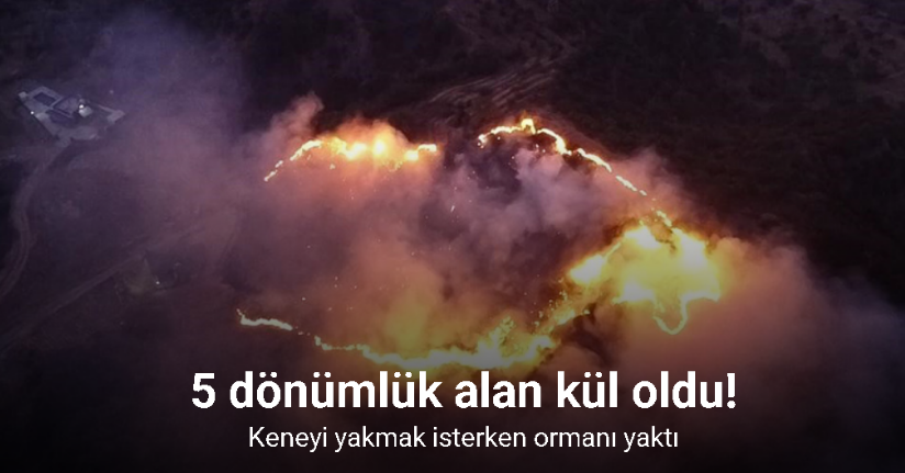 Keneyi yakmak isterken ormanı yaktı