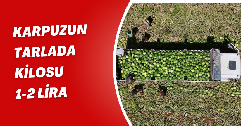 Karpuzun Tarlada kilosu 1-2 lira
