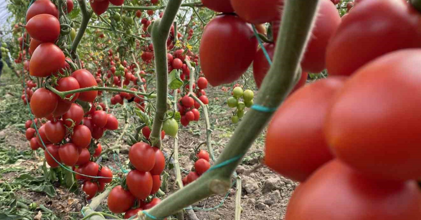 Antalya hallerinde haziran ayında domates yıllık miktarda yüzde 86 arttı