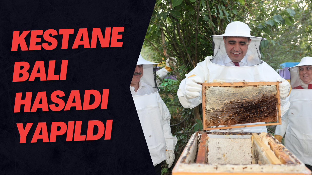Kestane Balı Hasadı Yapıldı