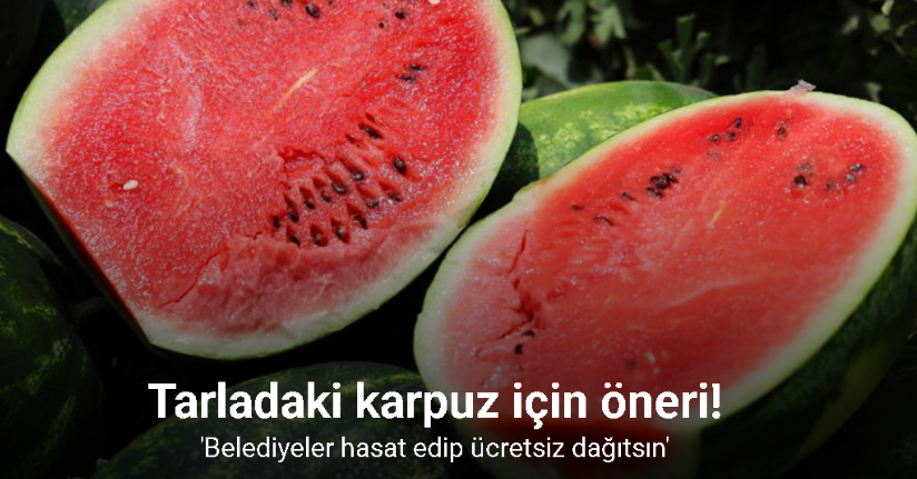 Tarladaki karpuz için öneri: 