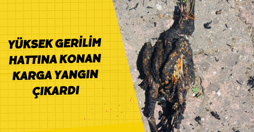 Yüksek gerilim hattına konan karga yangın çıkardı