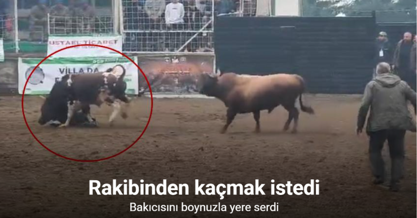 Rakibinden kaçan boğa, bakıcısını boynuzla yere serdi