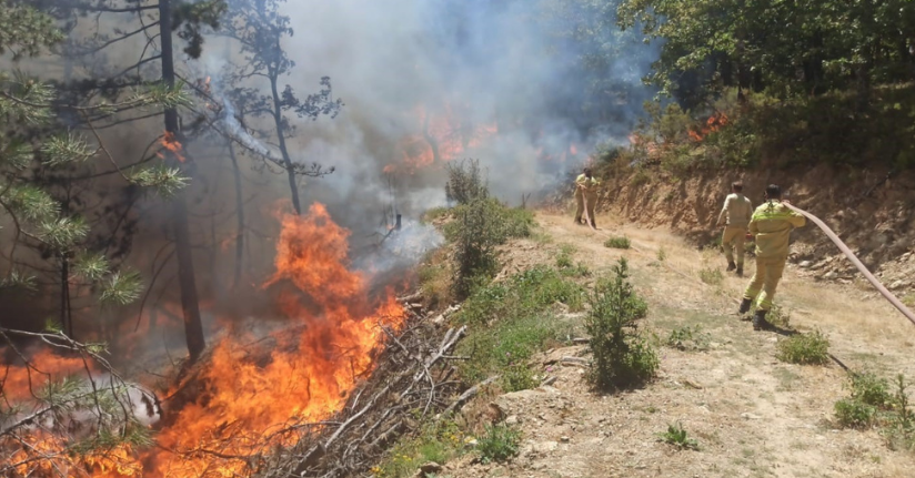 Orman yangınına sebep olan 9 kişi gözaltına alındı, bir kişi tutuklandı