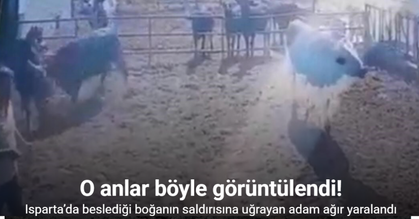Isparta’da beslediği boğanın saldırısına uğrayan adam ağır yaralandı