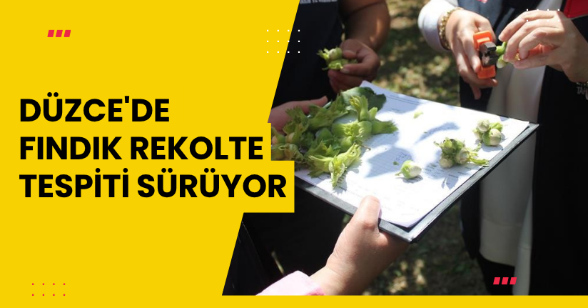 Düzce'de fındık rekolte tespiti sürüyor