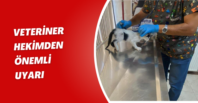 Yavru kedi ölümden döndü