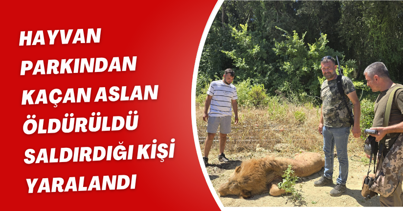 Hayvan parkından kaçan aslan öldürüldü, saldırdığı kişi yaralandı