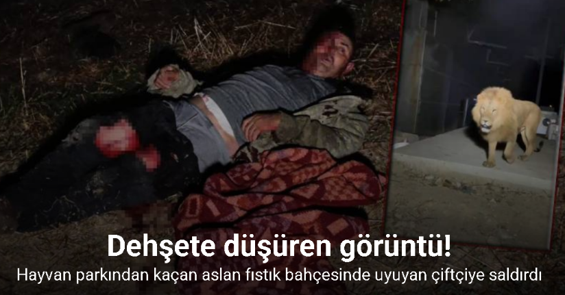Hayvan parkından kaçan aslan fıstık bahçesinde uyuyan çiftçiye saldırdı