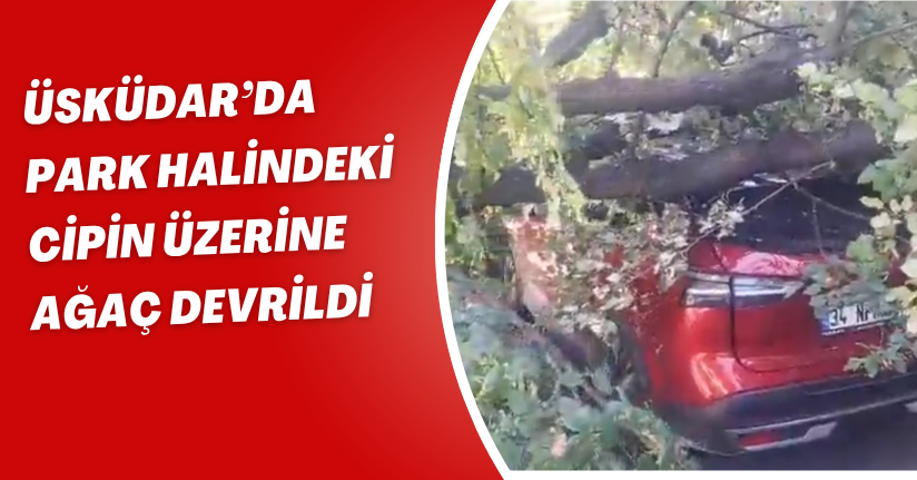 Üsküdar’da park halindeki cipin üzerine ağaç devrildi