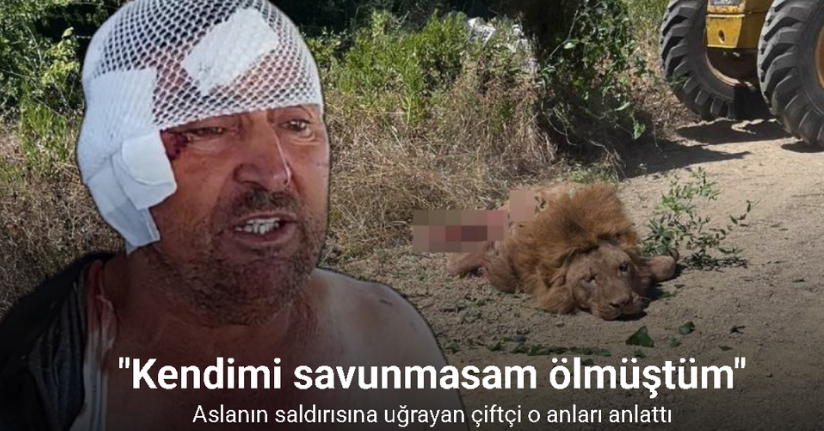 Aslanın saldırısına uğrayan çiftçi o anları anlattı