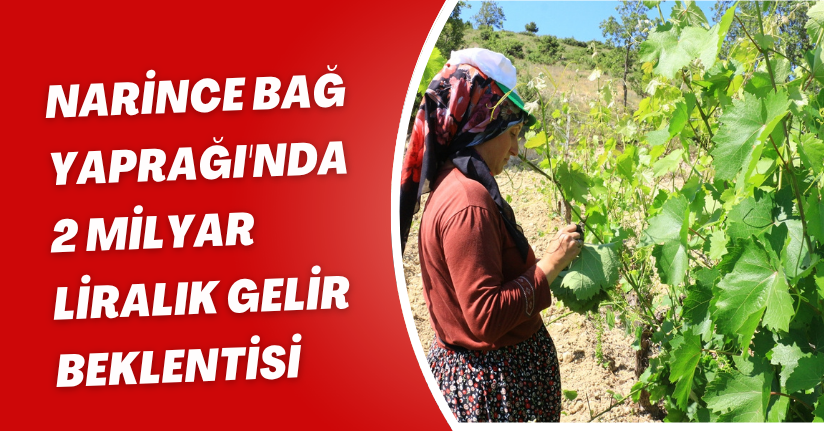 Narince Bağ Yaprağı'nda 2 milyar liralık gelir beklentisi