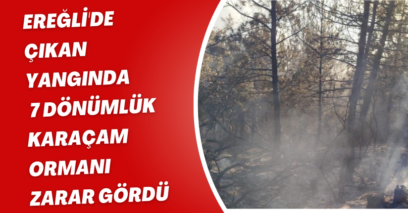 Ereğli'de çıkan yangında 7 dönümlük karaçam ormanı zarar gördü
