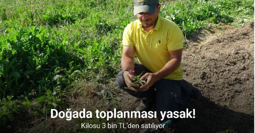 Kastamonu'da 30 dekarda yetiştirilen salebin hasadı sürüyor