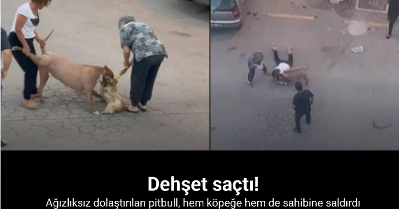 Ağızlıksız dolaştırılan pitbull, hem köpeğe hem de kendi sahibine saldırdı
