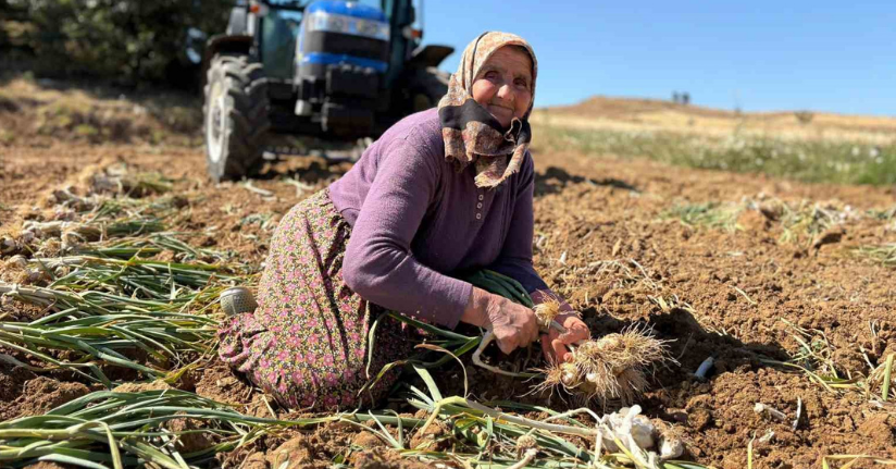 Dünyaca ünlü Taşköprü sarımsağında hasat dönemi başladı