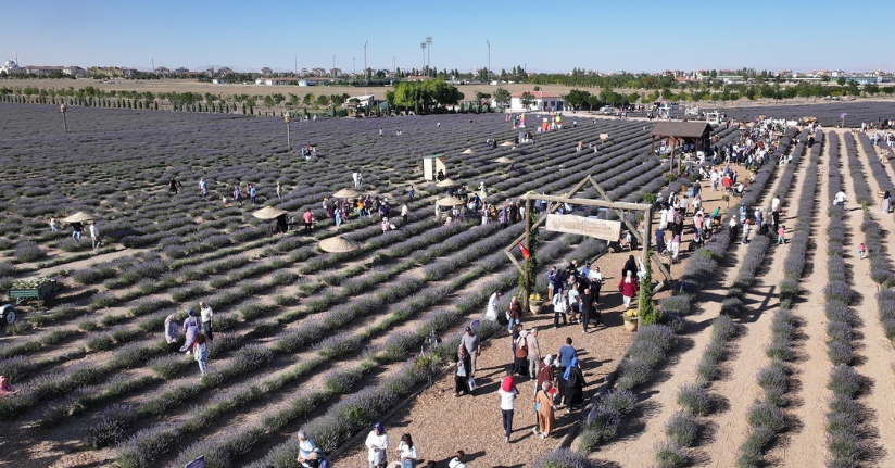Türkiye’nin en büyük Lavanta Bahçesi’nde festival coşkusu