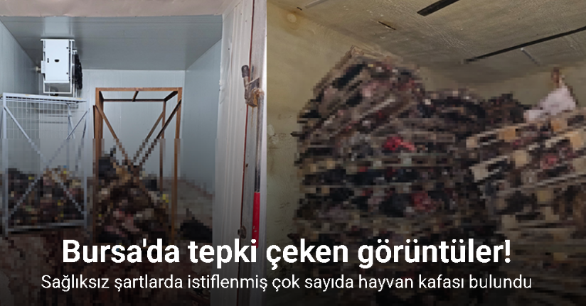 Gemlik’te sağlıksız şartlarda istiflenmiş çok sayıda hayvan kafası bulundu
