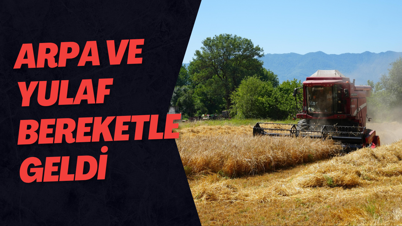 Arpa Ve Yulaf Bereketle Geldi