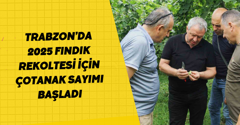Trabzon’da 2025 fındık rekoltesi için çotanak sayımı başladı