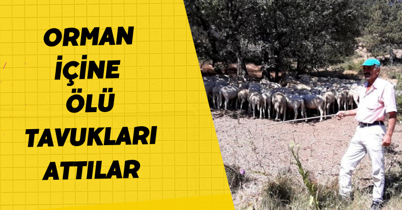 Orman içine ölü tavukları attılar