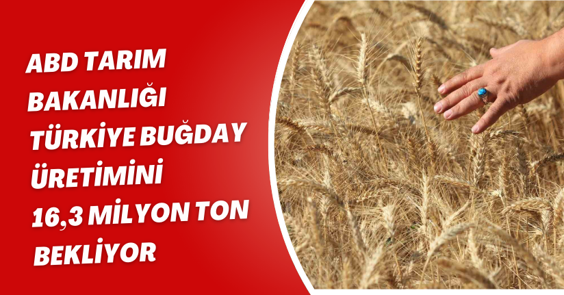 ABD Tarım Bakanlığı Türkiye buğday üretimini 16,3 milyon ton bekliyor