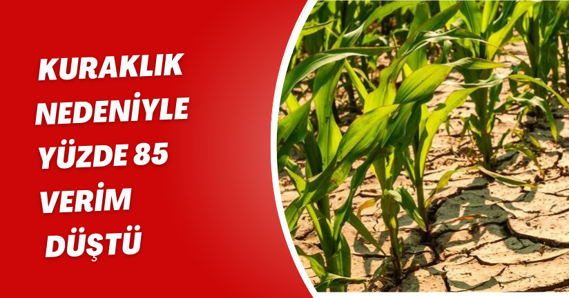 Kuraklık nedeniyle yüzde 85 verim düştü